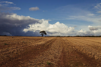 Scenic view of field against sky