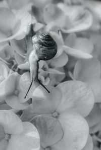 Close-up of fly on flower