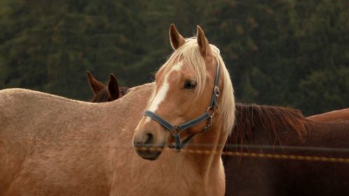 View of two horses