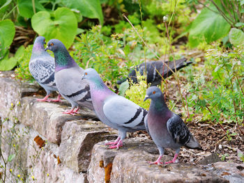 Pigeons perching on rock