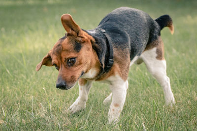 Dog standing on field