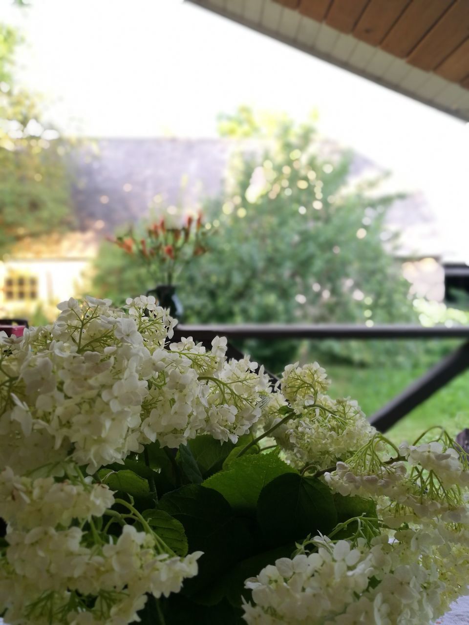 plant, flower, flowering plant, beauty in nature, growth, freshness, vulnerability, fragility, nature, day, close-up, focus on foreground, no people, leaf, plant part, white color, outdoors, green color, selective focus, botany, flower head