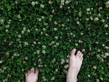 Low section of person standing on flowering plants