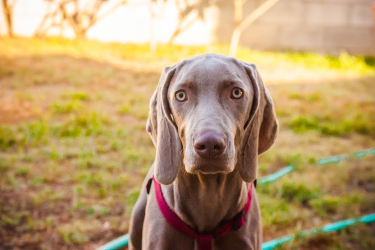 PORTRAIT OF A DOG