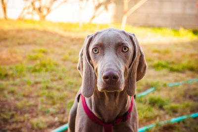 Close-up portrait of a dog