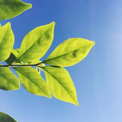 Low angle view of leaves against blue sky