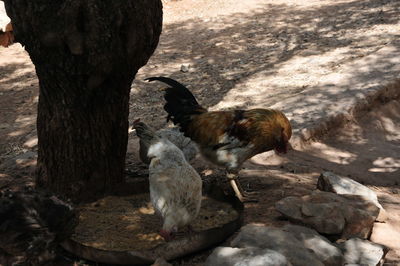 View of birds on rock