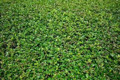 Full frame shot of fresh green field