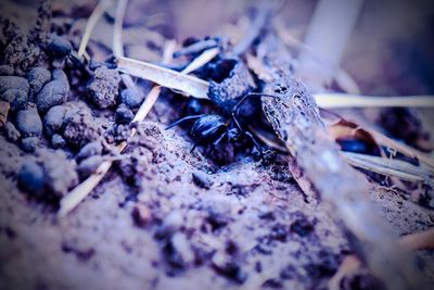 High angle view of insect on ground