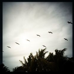 Low angle view of birds flying in sky