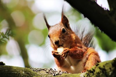 Close-up of squirrel eating plant