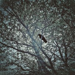 Low angle view of birds perching on tree