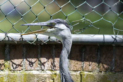 Bird perching on chainlink fence at zoo