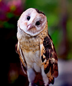 Close-up portrait of owl perching outdoors