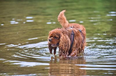 Dog in a lake