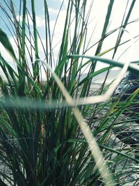 Close-up of grass on field against sky
