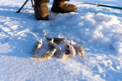 Perch, just caught from the hole, lie in the snow against the background of fishing boots.