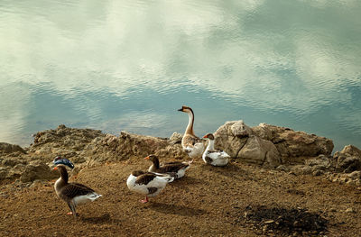 Birds by lake