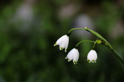 Close-up of white flowering plant