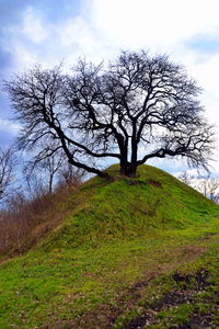 Bare tree on field against sky