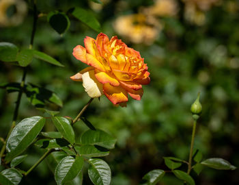 Close-up of yellow flowering plant