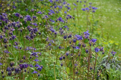 Close-up of purple flowering plants on field