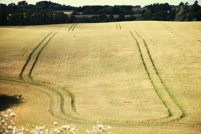 Scenic view of field against sky