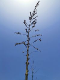 Low angle view of tree against clear blue sky