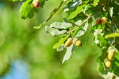 Green acorns on oak branch, copy space. oak forest in sunny summer day. early green seeds
