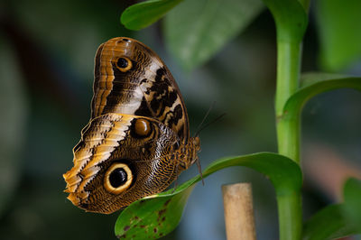 Close-up of butterfly on leaf