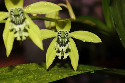 Close-up of insect on plant