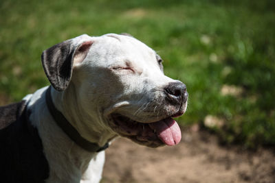 Close-up of a dog looking away