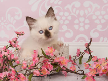 Close-up of cat by pink flowers