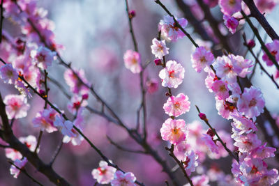 Low angle view of pink cherry blossom