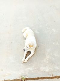 High angle view of dog sleeping