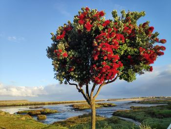 Scenic view of flowering tree by sea against sky
