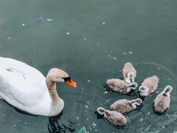 High angle view of swans swimming in lake