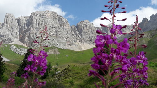 Purple flowering plants against sky