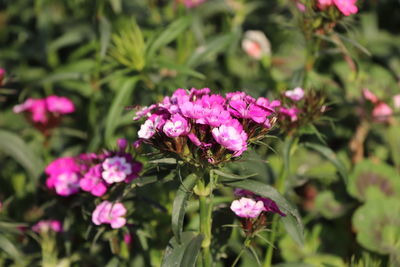 Close-up of pink flowering plant