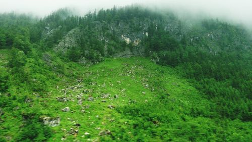 Scenic view of forest