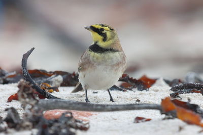 Close-up of bird perching on snow