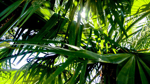 Low angle view of tree