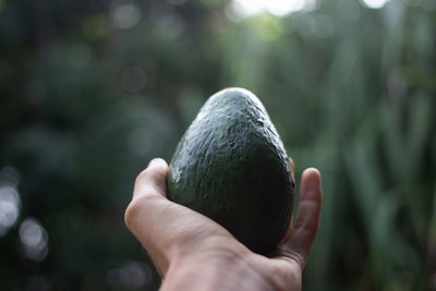 Close-up of hand holding fruit