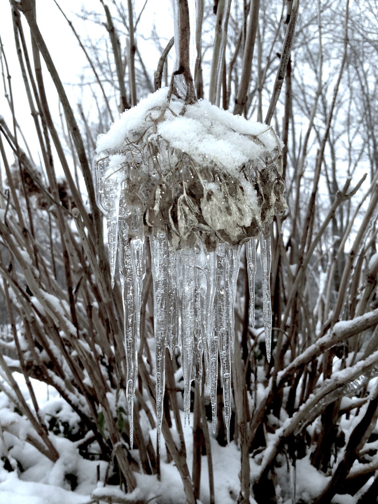Frozen hydrangeas