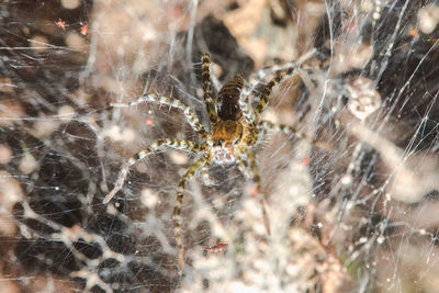 Close-up of spider on web