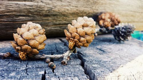 Close-up of pine cone on table