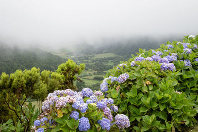 View of azorean nature from lomba do vasco viewpoint in sao miguel island, azores, portugal