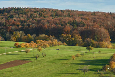 Trees on field against sky during autumn