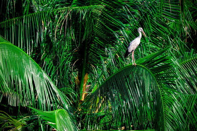 View of palm trees