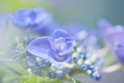 Close-up of purple hydrangea flowers